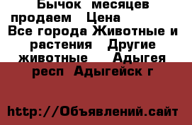 Бычок 6месяцев продаем › Цена ­ 20 000 - Все города Животные и растения » Другие животные   . Адыгея респ.,Адыгейск г.
